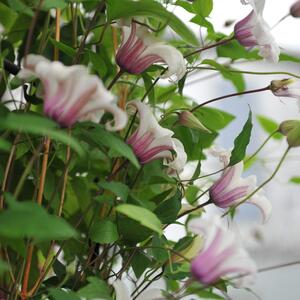 Clematis texensis 'Princess Kate'