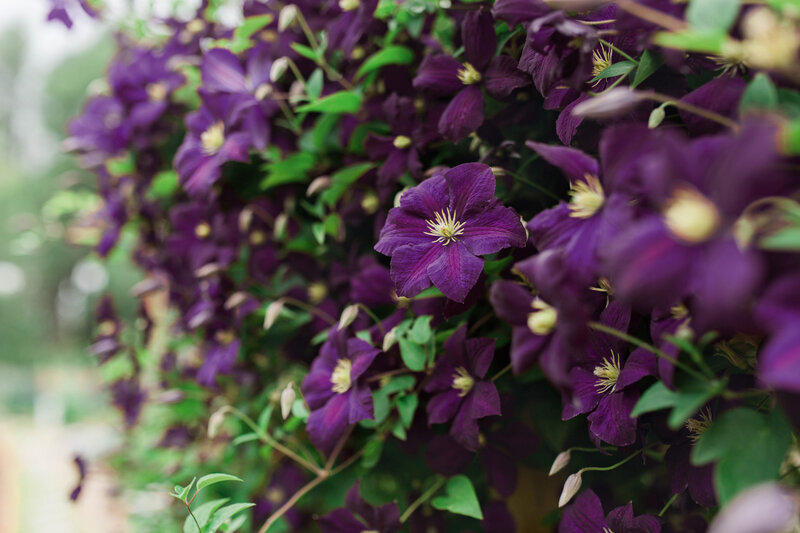 Clematis viticella 'Romantica'