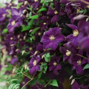 Clematis viticella 'Romantica'