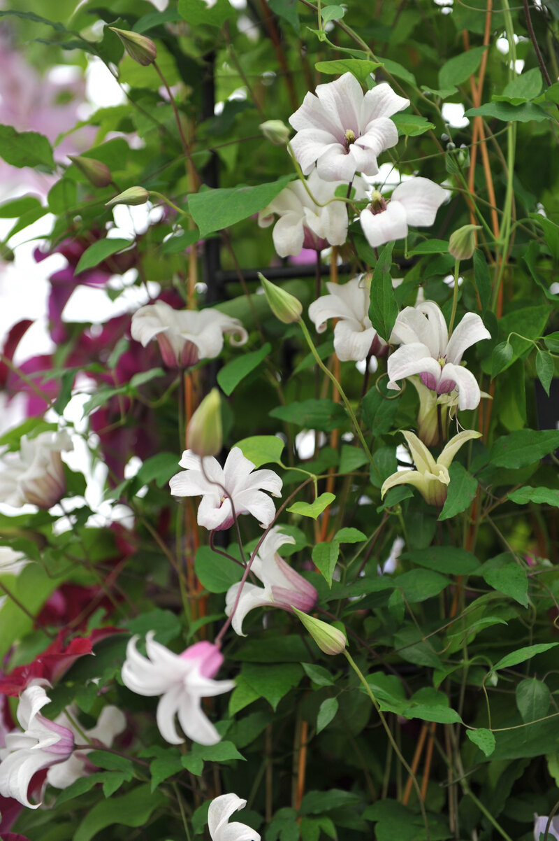 Clematis texensis 'Princess Kate'