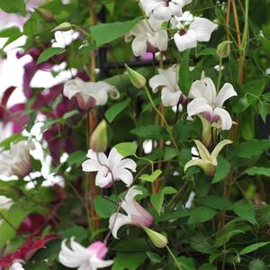 Clematis texensis 'Princess Kate'