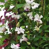 Clematis texensis 'Princess Kate'