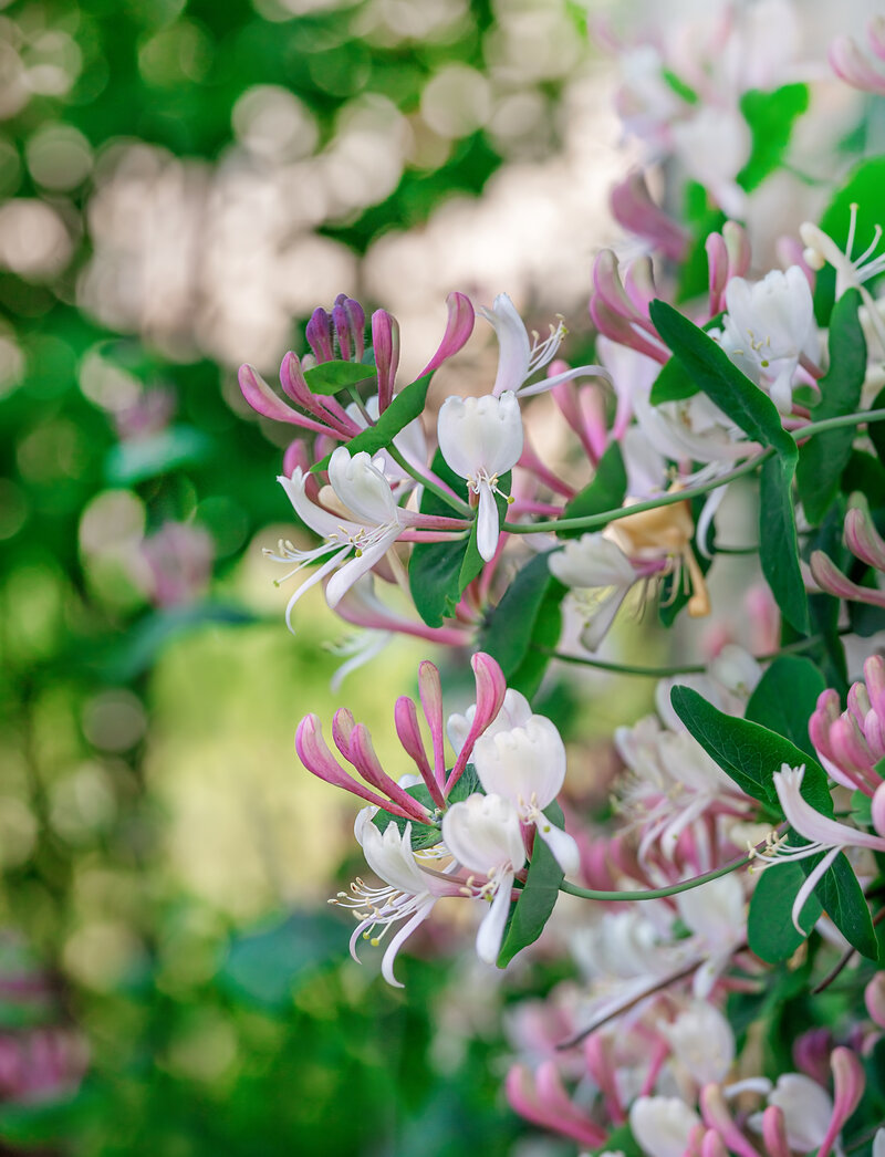 Lonicera periclymenum Serotina