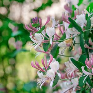 Lonicera periclymenum Serotina