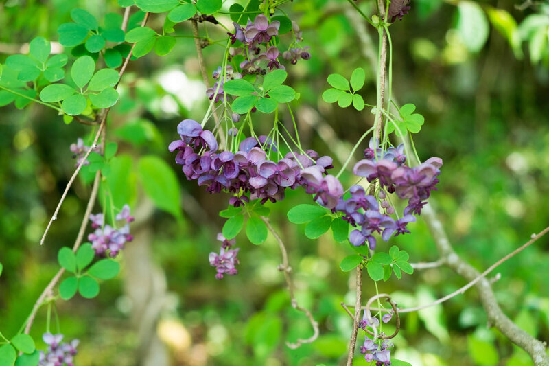 Akebia quinata