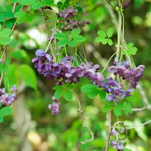 Akebia quinata