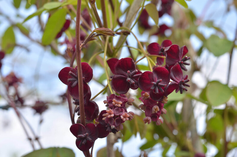 Akebia quinata