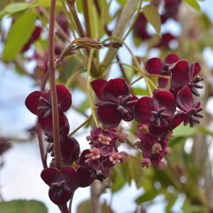 Akebia quinata