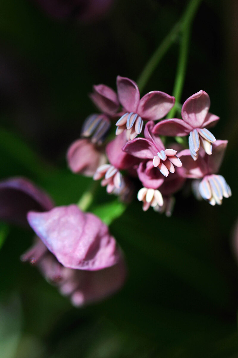 Akebia quinata