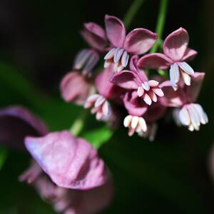 Akebia quinata