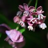 Akebia quinata