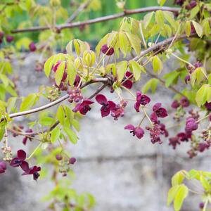 Akebia quinata