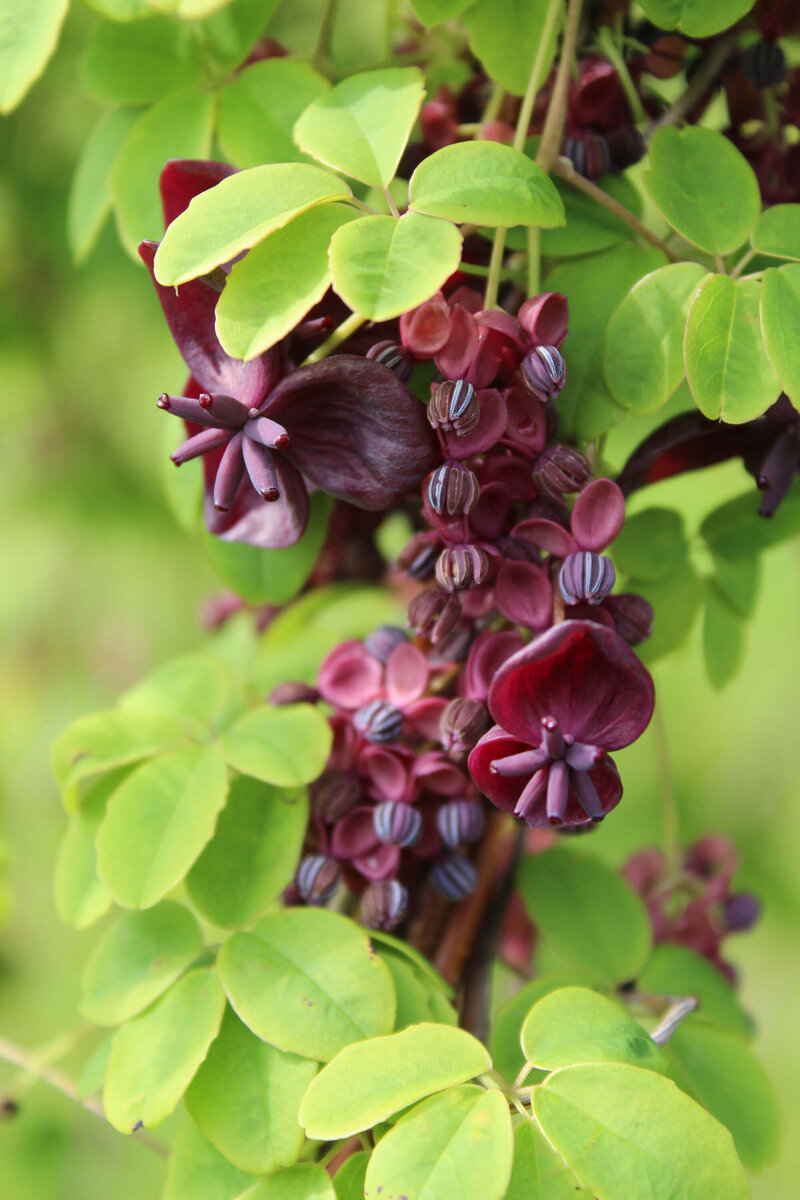 Akebia quinata