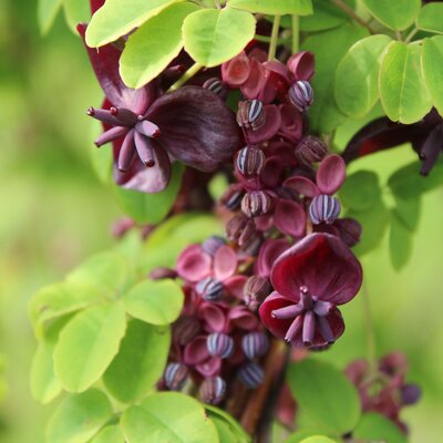 Akebia Quinata Fruchte