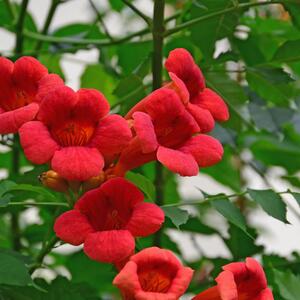 Campsis radicans Flamenco