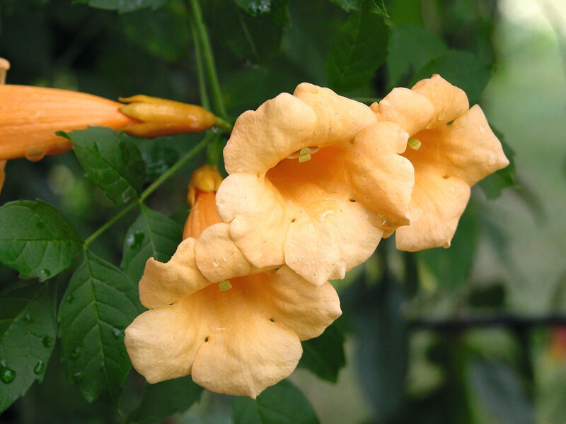 Campsis radicans Flava