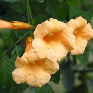 Campsis radicans Flava