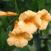Campsis radicans Flava