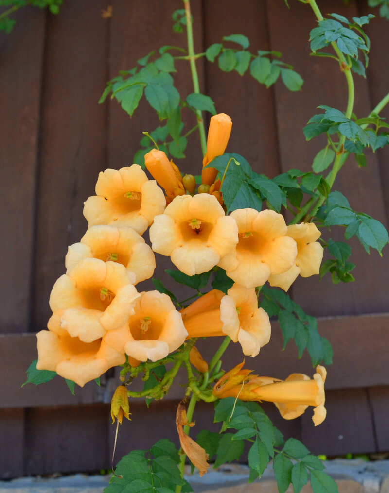 Campsis radicans Flava