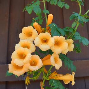 Campsis radicans Flava