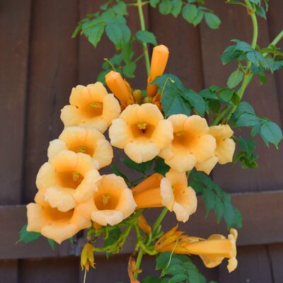 Campsis radicans Flava