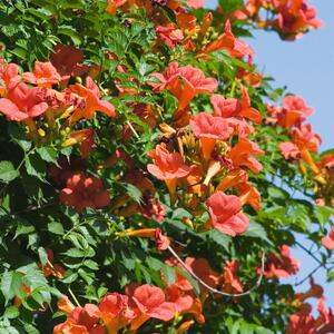 Campsis  tagliabuana Madame Galen