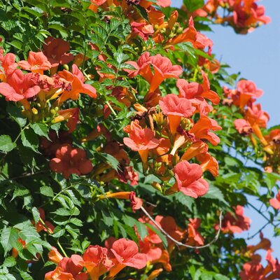 Campsis  tagliabuana Madame Galen