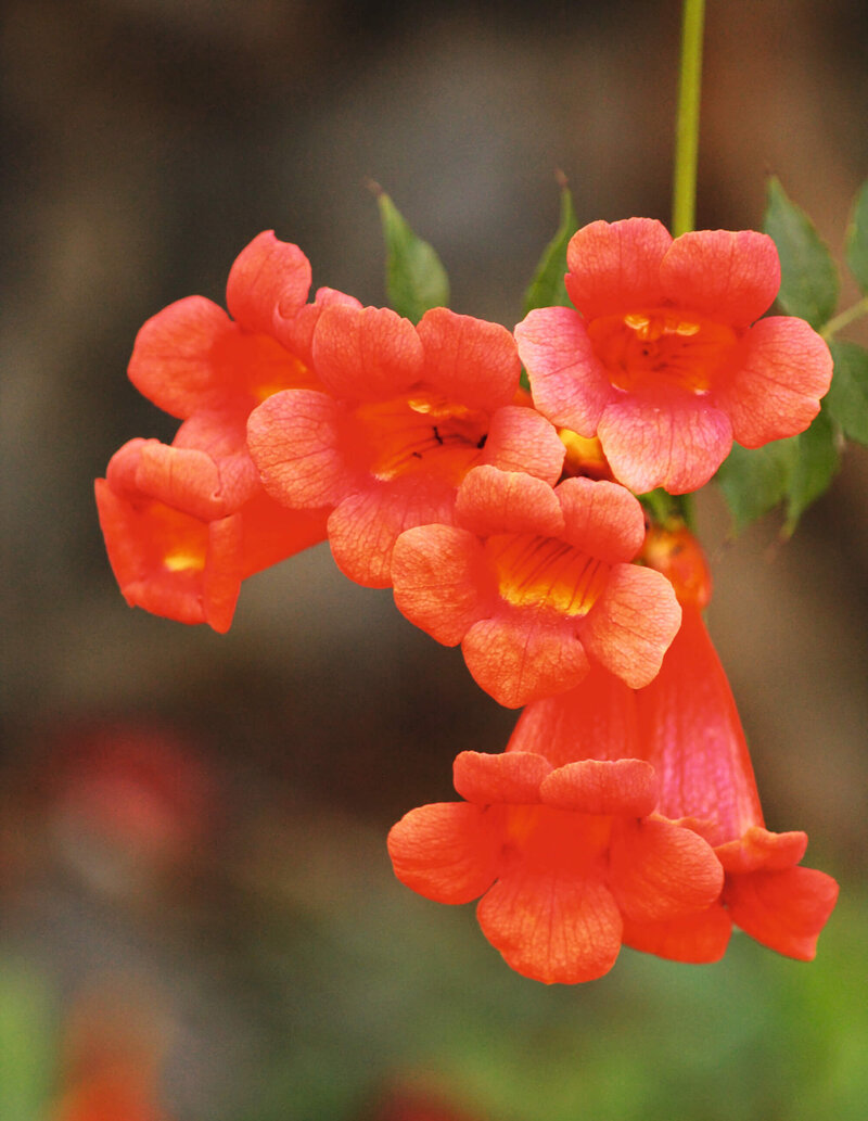 Campsis  tagliabuana Madame Galen