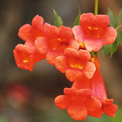 Campsis  tagliabuana Madame Galen