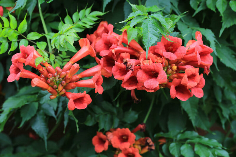 Campsis  tagliabuana Madame Galen