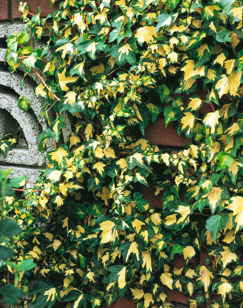Hedera helix Goldheart