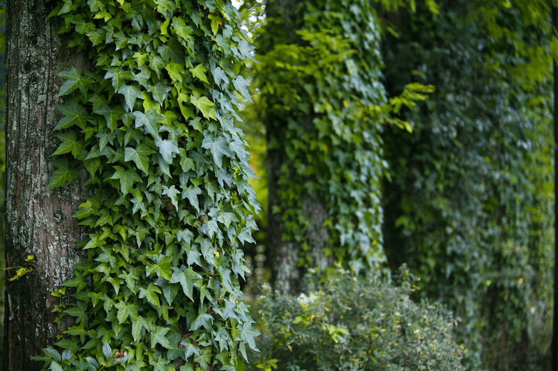 Hedera hibernica