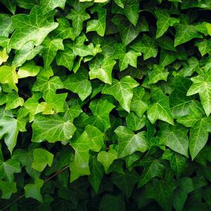 Hedera hibernica