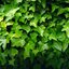 Hedera hibernica