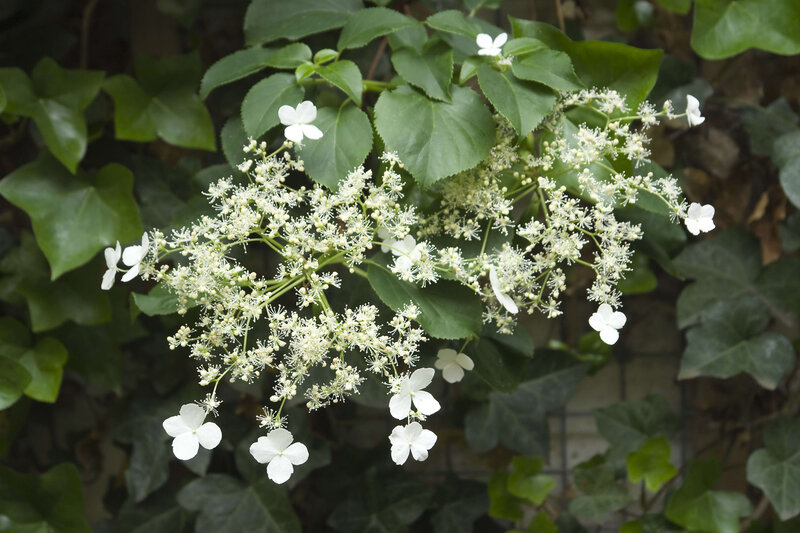 Hydrangea anomala petiolaris