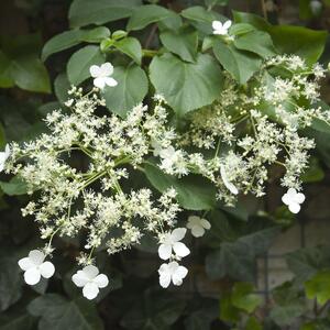 Hydrangea anomala petiolaris