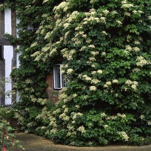 Hydrangea anomala petiolaris