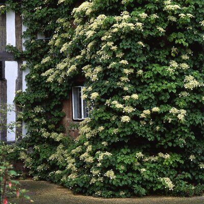 Hydrangea anomala petiolaris