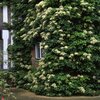Hydrangea anomala petiolaris