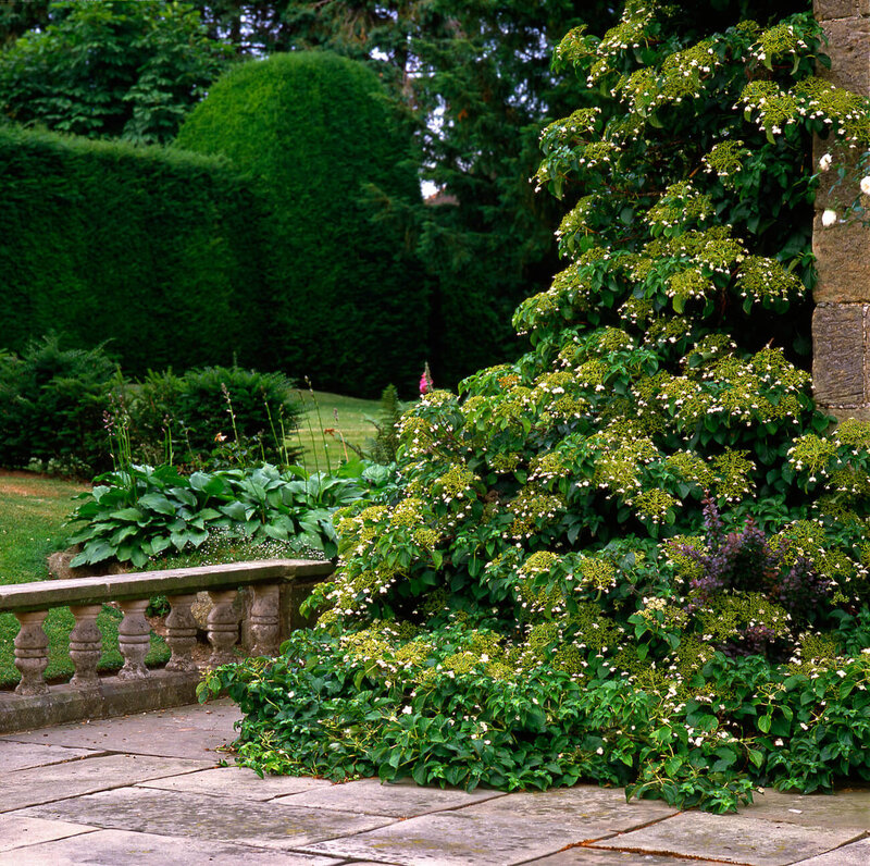 Hydrangea anomala petiolaris
