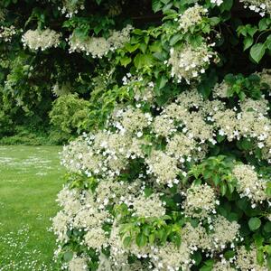 Hydrangea anomala petiolaris