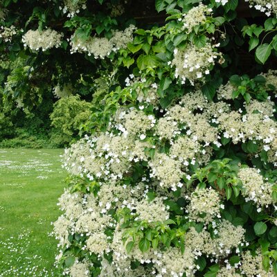 Hydrangea anomala petiolaris
