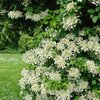 Hydrangea anomala petiolaris