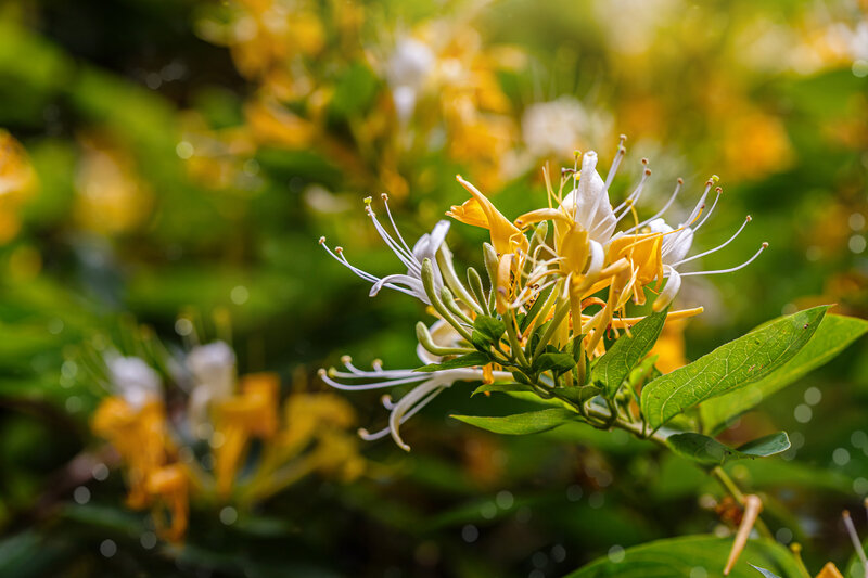 Lonicera henryi Copper Beauty