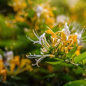 Lonicera henryi Copper Beauty