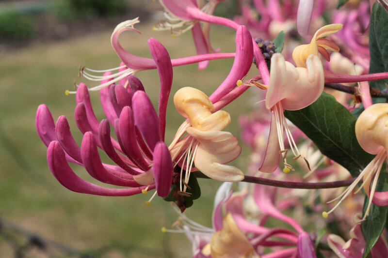 Lonicera heckrottii American Beauty