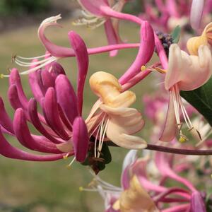 Lonicera heckrottii American Beauty