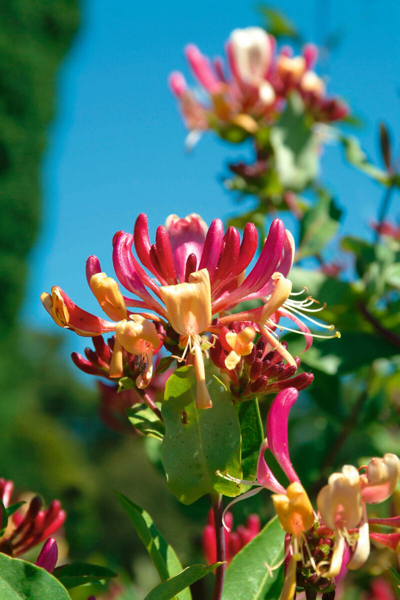 Lonicera heckrottii American Beauty