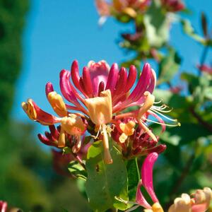 Lonicera heckrottii American Beauty