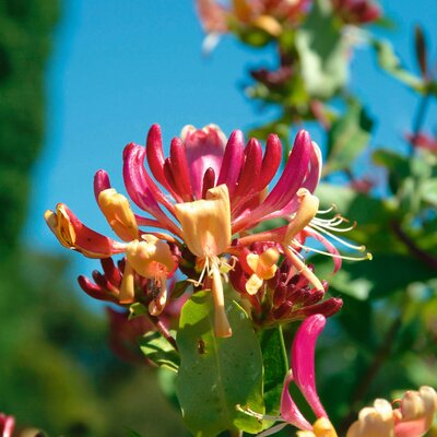 Lonicera heckrottii American Beauty